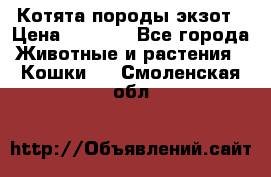 Котята породы экзот › Цена ­ 7 000 - Все города Животные и растения » Кошки   . Смоленская обл.